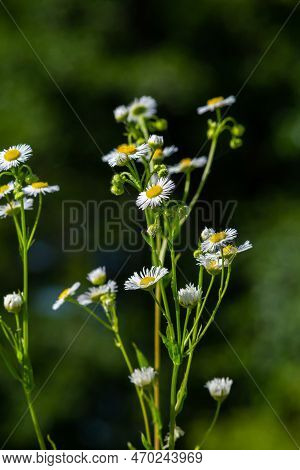Annual Fleabane Erigeron Annuus, Daisy Fleabane Eastern Daisy Fleabane Herbaceous Plant With Closed 