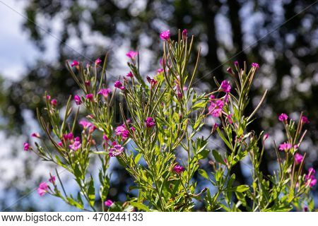 Lythrum Salicaria Pink Flowers, Purple Loosestrife, Spiked Loosestrife, Purple Lythrum On Green Mead
