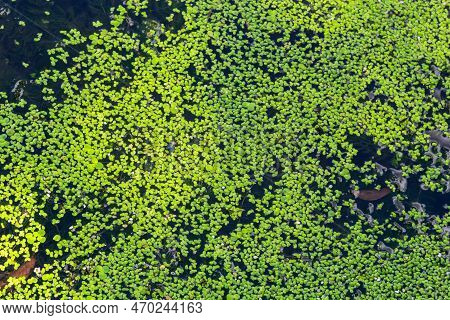 Common Duckweed, Duckweed, Lesser Duckweed, Natural Green Duckweed Lemna Perpusilla Torrey On The Wa