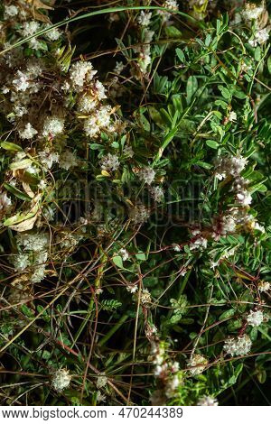 Flora Of Gran Canaria - Thread-like Tangled Stems Of Cuscuta Approximata Aka Dodder Parasitic Plant 