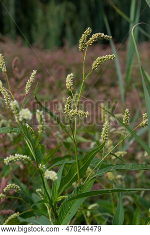 Persicaria Longiseta Is A Species Of Flowering Plant In The Knotweed Family Known By The Common Name