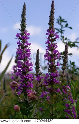 Lythrum Salicaria Is A Perennial Herbaceous Plant Of The Lythrum Family.