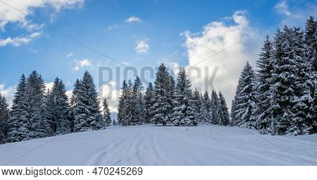 A Panoramic View Of The Covered Frost Trees In The Snowdrifts. Cold Winter Morning. Lawn And Forests