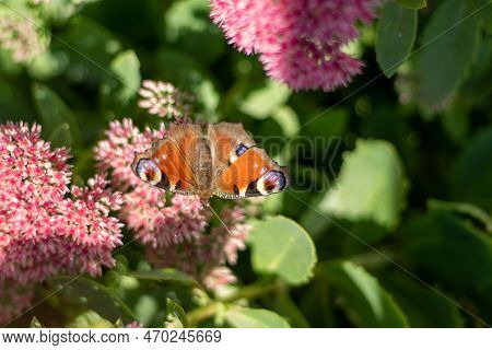 A Peacock Butterfly Is Eating On A Pink Sedum Flower - Hare Cabbage. A Flowerbed With Flowers Pollin
