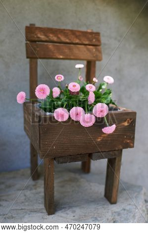 Pink Daisy Flowers Growing In Tiny Chair Pot, Country Style Decoration