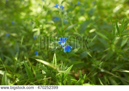Blue Flower Of Lithospermum Purpurocaeruleum In The Garden. Summer And Spring Time.