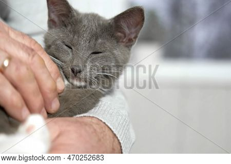 Elderly Man Sits And Strokes A Cat, Feline Therapy. Old Man Stroking A Pet Cat. Happy Senior Male Ho