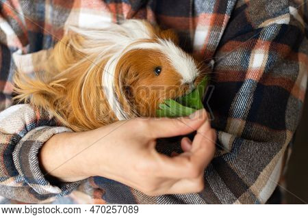 A Man Feeds A Guinea Pig With Long Hair With Lettuce Leaves