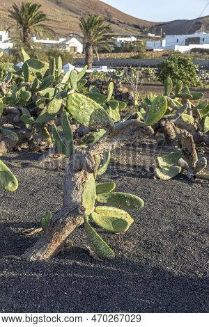 Detail Of Cactus Plant With Cochineal On Leaf