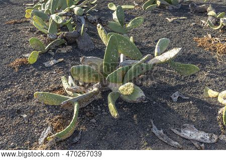 Detail Of Cactus Plant With Cochineal On Leaf