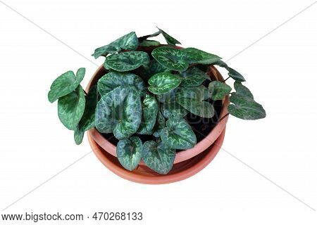 Cyclamen Plant In Flower Pot Isolated On White Background. Top View Of Hardy Cyclamen