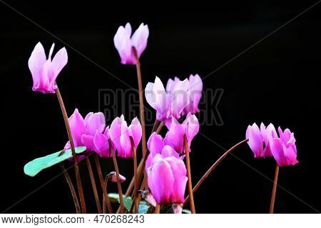 Pink Cyclamen Flowers Isolated On Black Background