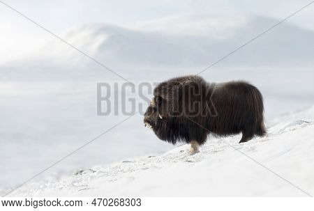 Close Up Of A Musk Ox In Dovrefjell Mountains In Winter, Norway.