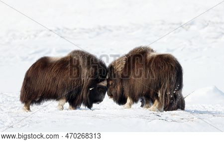 Close Up Of Musk Oxen Fighting In Winter, Norway, Dovrefjell National Park.