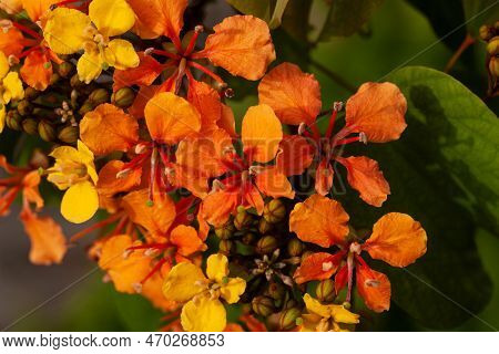 Flowers Of An Orange Bauhinia, Phanera Bidentata