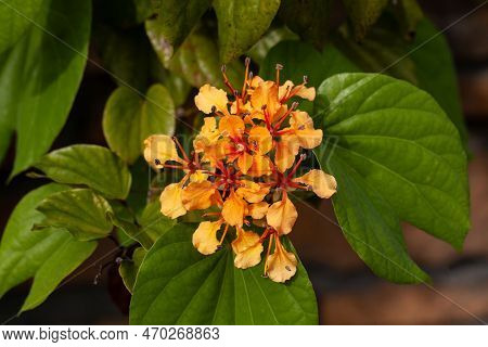 Flowers Of An Orange Bauhinia, Phanera Bidentata