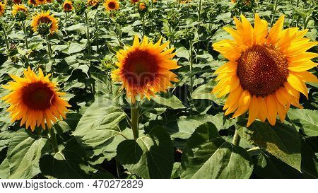 Agricultural Sunflowers Field. The Helianthus Sunflower Is A Genus Of Plants In The Asteraceae Famil
