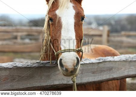Adorable Chestnut Horse In Outdoor Stable. Lovely Domesticated Pet