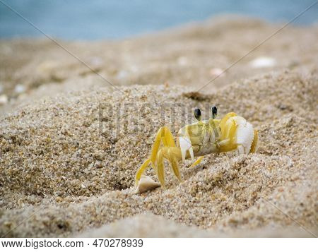 Small White And Yellow Crab Or Ocypode Quadrata On Armacao Beach, Digging Its Den In The Sand Of The