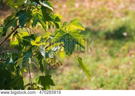 Summer Branches Of Maple Tree With Green Leaves And Seeds