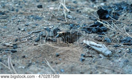 Close-up Of Pepsis Grossa Near Its Sand Burrow. Earth Wasp Deepening Its Nest. Hawk Wasp Tarantula