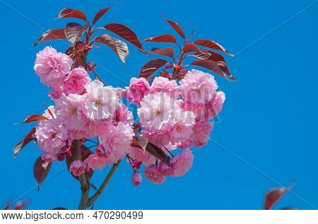 A Branch Of Pink Almond Flowers Against A Blue Sky. Decorative Sakura Or Amygdalus