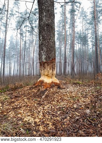 Big Tree With Impressive Beaver Damage And Signs On Wood Trunk From Teeth. Tree Almost Cut By Beaver