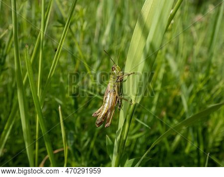 Macro Shot Of The Lesser Marsh Grasshopper (chorthippus Albomarginatus) Sitting On A Grass Blade In 