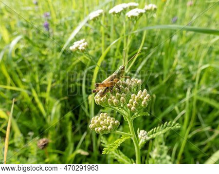 Macro Shot Of The Lesser Marsh Grasshopper (chorthippus Albomarginatus) Sitting On A Grass Blade In 