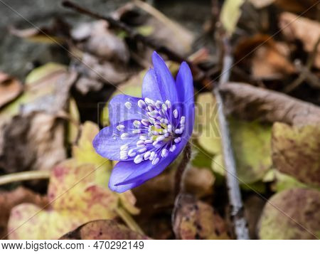 Beautiful Macro Shot Of A First Single Wildflower Large Blue Hepatica (hepatica Transsilvanica) Star