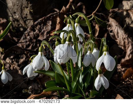 Close-up Of A Group Of Snowdrops (galanthus Fosteri) In Full Bloom Growing In Garden In Bright Sunli