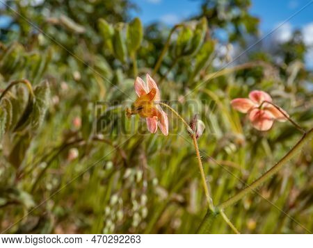 Close-up Of The Spreading Plant The Warley Epimedium (epimedium X Warleyense) Orangekonigin Flowerin