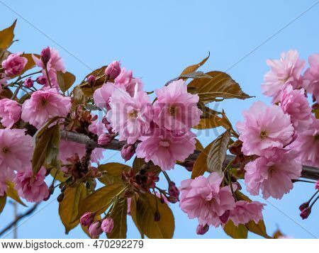 Beautiful, Pink Cherry Blossoms Of The Japan Pink Sakura Flowers Flowering On The Branches And Stems