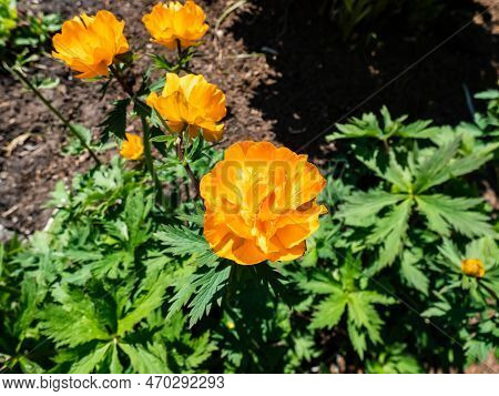 Close-up Shot Of The Large, Cup-shaped Orange Flower Blossoms Of The Siberian Globe Flower (trollius