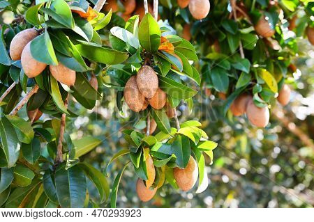Sapodilla Fruit On The Sapodilla Tree Plant On Summer, Sapodilla Plum In The Garden Fruit In Thailan