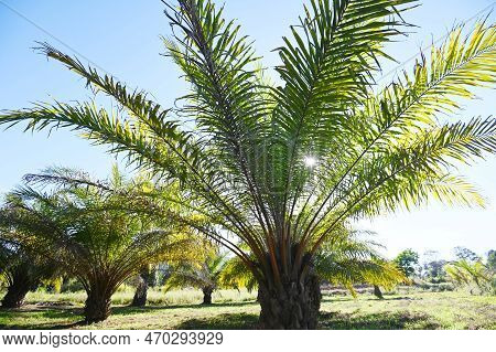 Palm Tree In The Palm Garden With Beautiful Palm Leaves Nature And Sunlight Morning Sun, Palm Oil Pl