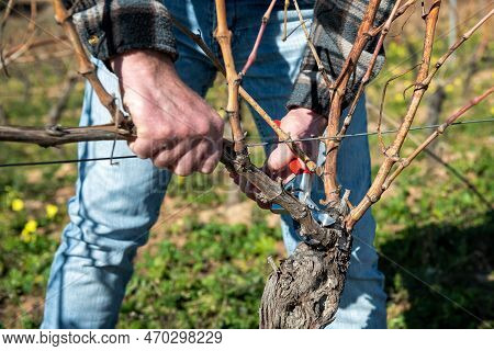Farmer Pruning The Vine In Winter. Agriculture.