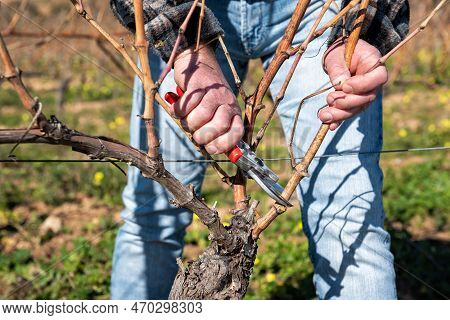 Farmer Pruning The Vine In Winter. Agriculture.