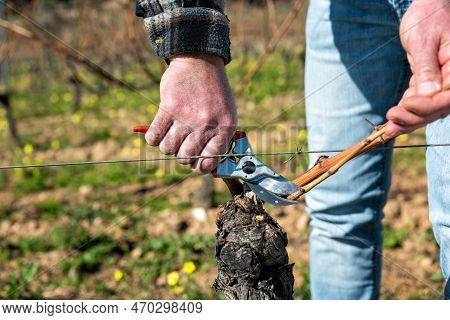 Farmer Pruning The Vine In Winter. Agriculture.