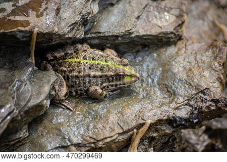 A Green Frog, Lithobates Clamitans, Rests On A Cameo Near A Pond.