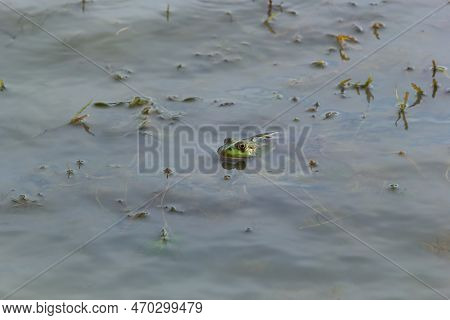 A Green Frog, Lithobates Clamitans, Rests In The Water Near The Riverbank In Summer.