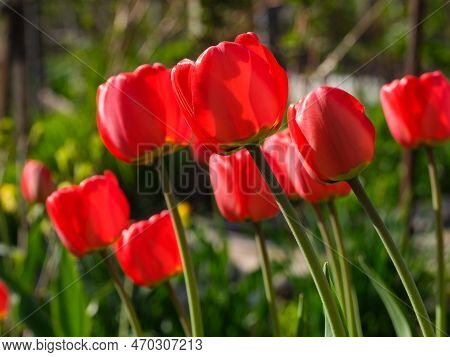 A Close-up Shot Of  Red Tulips Flowering In Spting Garden.