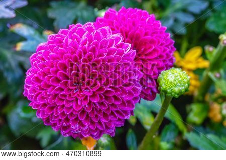 Pompon Dahlias Flowers In The Garden