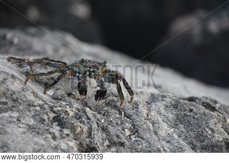 Direct Look Into The Face Of A Grey Swimming Crab On A Rock.