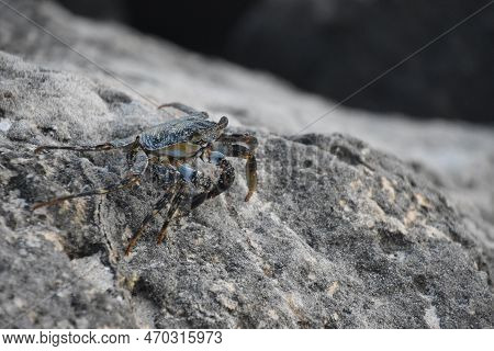 Soft Shelled Crab Climbing Across A Limestone Rock In Aruba
