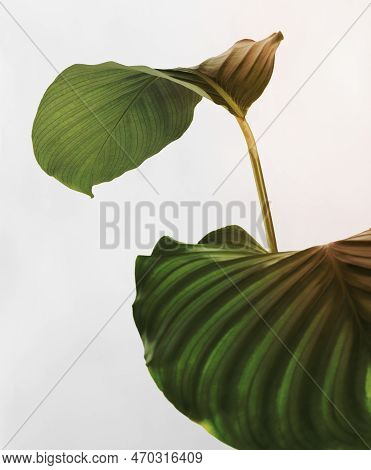 Calathea Orbifolia Leaves Isolated On An Off White Background