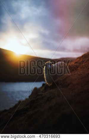 Faroe Sheep At The Faroe Islands, Part Of The Kingdom Of Denmark