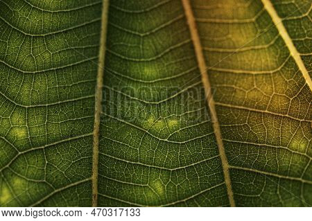 Line Art Pattern On Dark Green Dwarf White Leaf Texture
