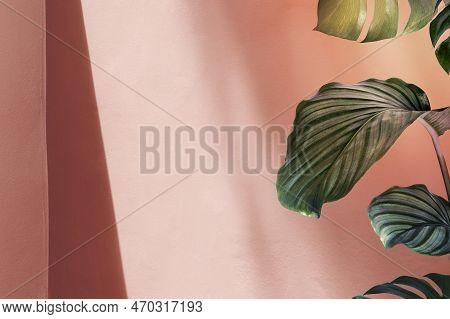 Natural Green Calathea Orbifolia By Pink Pastel Wall
