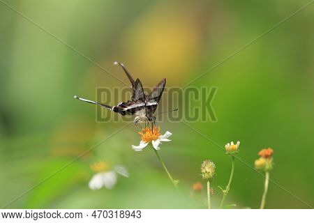The Lamproptera Curius White Dragontail, Beautiful Butterfly